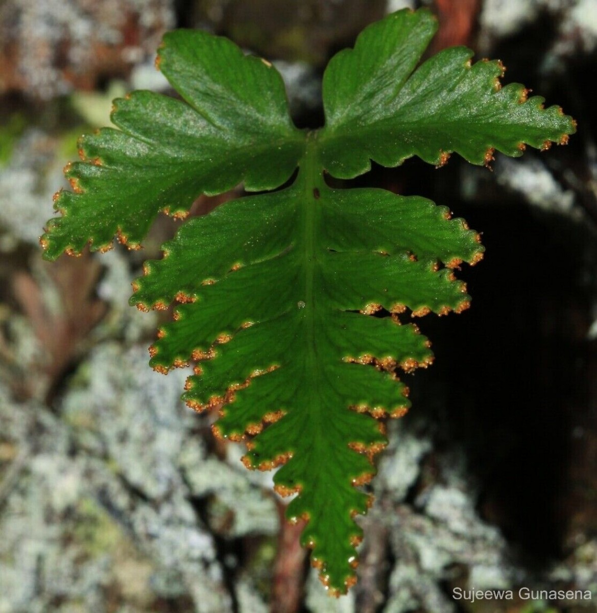 Davallia repens  (L.f.) Kuhn